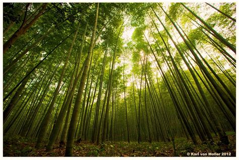  De Betoverende schoonheid van het Yunqi Bamboo Forest!